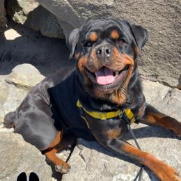 Sunni 💛 - Rottweiler