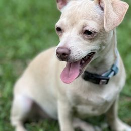 Angel - Chihuahua