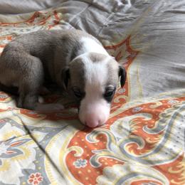 Carlos - White and fawn male Whippet puppy in Kingston, Tennessee from Smithfield Park