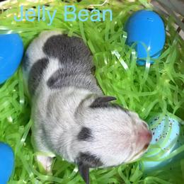 Jelly Bean - Blue male American Staffordshire Terrier puppy in Fort Worth, Texas from Josiah Carter
