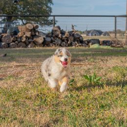 Miniature American Shepherd Puppies from Paris Miniature Americans