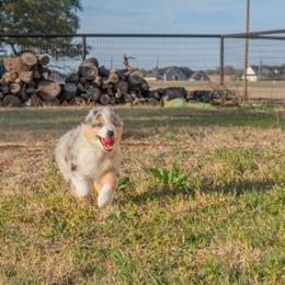 Miniature American Shepherd Puppies from Paris Miniature Americans
