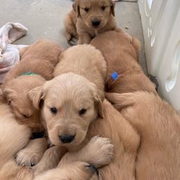 Boy 3 - Golden male Golden Retriever puppy in Yucaipa, California from Blessed Goldens