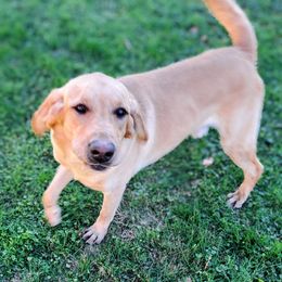 blue collar male - Yellow Labrador Retriever puppy in Hilliards, Pennsylvania from Del-Star Kennels
