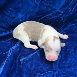Boy 1 - Blue male Pembroke Welsh Corgi puppy in Moundville, Alabama from Cartee Corgis - Debi Cartee Mills