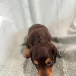Longhaired boy - Chocolate and tan male Dachshund puppy in Lemon Grove, California from GMZ Doxies SD
