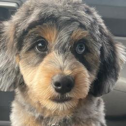 Aussiedoodles and Poodles from Lolo’s Aussiedoodle
