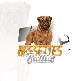 Bullmastiff puppies from Bessettes Bullies