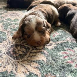 Canyon - Red merle male Miniature Australian Shepherd puppy in Ellendale, North Dakota from Ark Acres Kennels