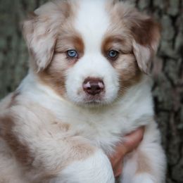 Red Merle Male - Red merle male Miniature American Shepherd puppy in Valparaiso, Indiana from Wigglebutt