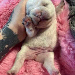 French Bulldog Puppies from Top Billin' Frenchies, LLC