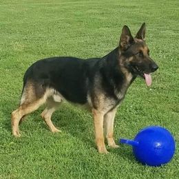Zeus - German Shepherd