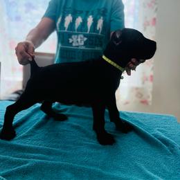 Falcon - Black male Cane Corso puppy in Lubbock, Texas from Hub City Kennel