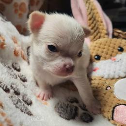 Chavez - White male Chihuahua puppy in Gerald, Missouri from OutLaw Chihuahua's