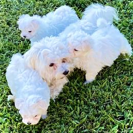 Tank - Maltese