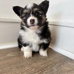 Tri female - Black and tan female Pembroke Welsh Corgi puppy in Clarksville, Tennessee from Cooler Farms Corgis
