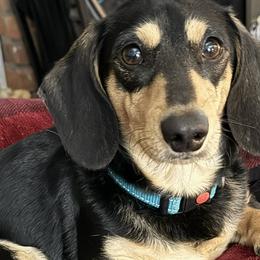 Dachshunds from Meg’s Mini Doxies
