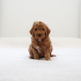 Star - Red  male Goldendoodle puppy in Vancouver, Washington from Blissful Doodles