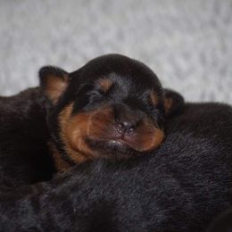 Rottweiler Puppies from Ostenberg Rottweilers LLC