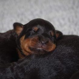 Rottweiler Puppies from Ostenberg Rottweilers LLC