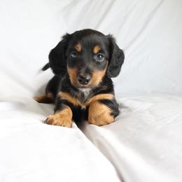 Nova - Black and tan female Dachshund puppy in Fredericksburg, Ohio from William's Dachshunds