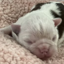 Cowgirl girl 4 - Red female Boston Terrier puppy in Coopertown, Tennessee from Toon’s Boston Terriers