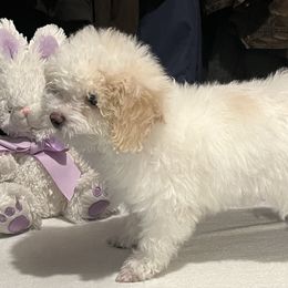 Poodle Puppies from Eagleridge Mini Poodles