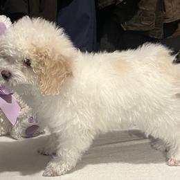 Poodle Puppies from Eagleridge Mini Poodles
