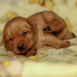 Willow - Yellow female Labrador Retriever puppy in Twin Falls, Idaho from Whispering White Pines Labradors