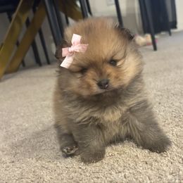 Lily - Orange sable female Pomeranian puppy in Melbourne, Florida from Temple pomeranians