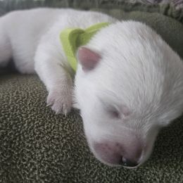 1st Pick Female - White female West Highland White Terrier puppy in Mayo, Florida from Carrot Tails LLC