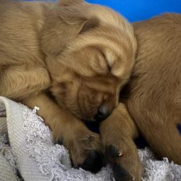 Golden Retriever Puppies from Arizona Dream Goldens
