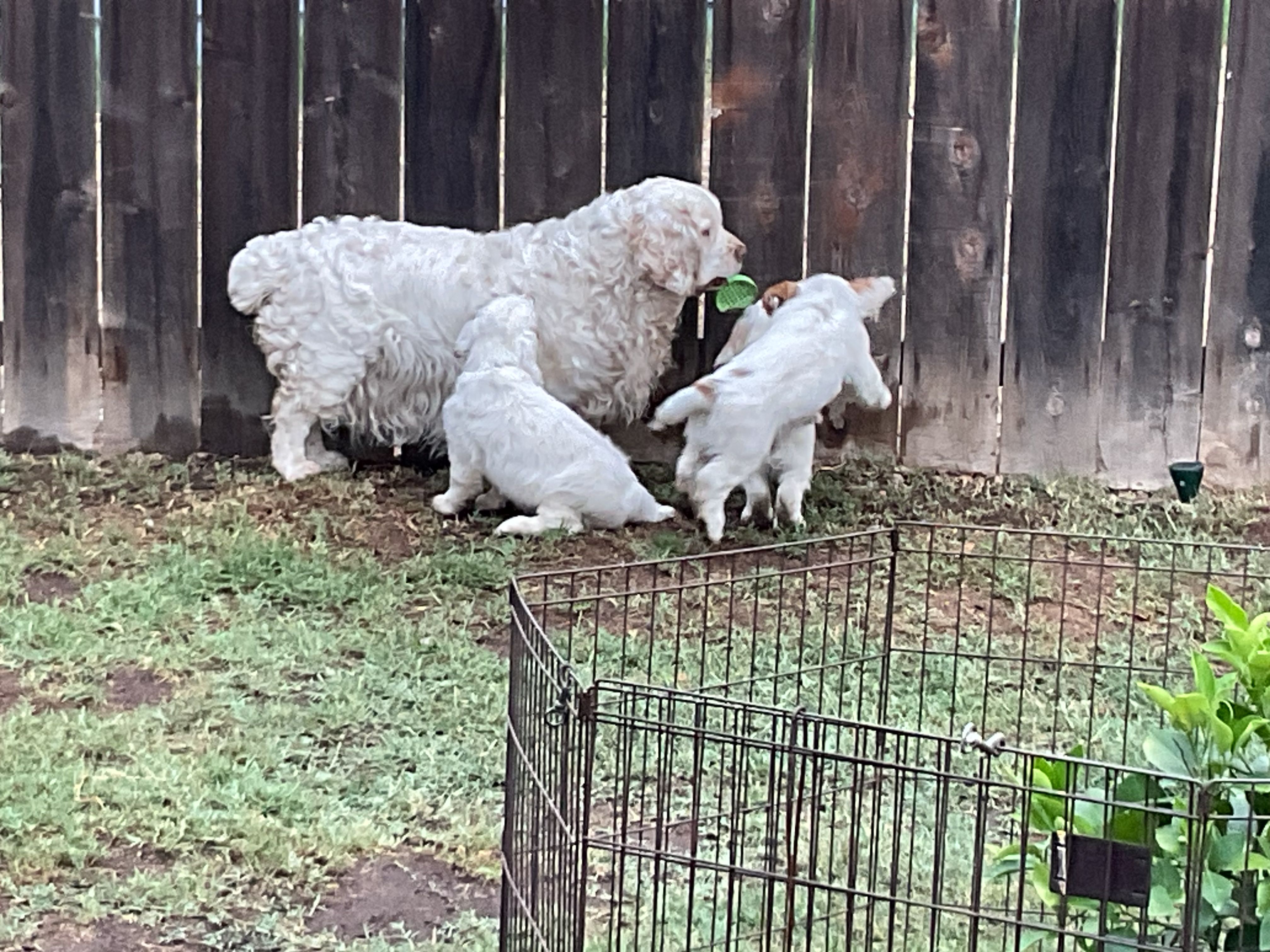 Clumber Spaniels from Ruxland Clumber Spaniels