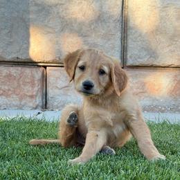 Winifred-Orange - Dark golden female Golden Retriever puppy in Cedar City, Utah from RuTess Goldens