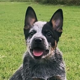 Brig - Australian Cattle Dog puppy in Devalls Bluff, Arkansas from Coolhand's Australian Cattle Dogs