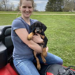 Doberman Pinscher Puppies from Jensen Dobermans