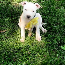 Staffordshire Bull Terrier and American Staffordshire Terrier  Puppies from Irresistibull Staffords