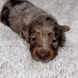 Orange collar - Chocolate and tan male Dachshund puppy in Chicago, Illinois from RGZ Doxies