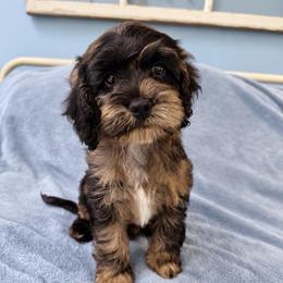 Stevie with training - Merle male Cockapoo puppy in Boonville, North Carolina from Doods & Dolls