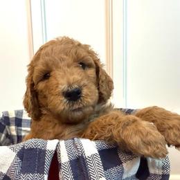 George - Apricot male Goldendoodle puppy in De Land, Florida from Rezapour Doodle Estate