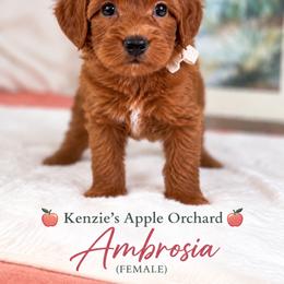 Ambrosia - Red  female Goldendoodle puppy in Norcross, Georgia from Teddy Puppies