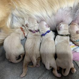 Golden Retriever Puppies from Ruff Life Goldens