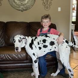 Great Dane Puppies from KD Sweet Southern Danes