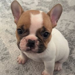 Stella - Fawn and white female French Bulldog puppy in Galt, California from The three little frenchies
