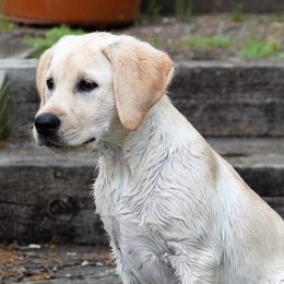Labrador Retrievers from Bird Crazy Gun Dogs