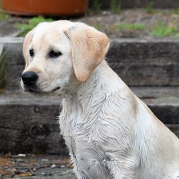 Labrador Retrievers from Bird Crazy Gun Dogs