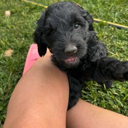 Cookie - Black female Goldendoodle puppy in Glen Daniel, West Virginia from Dani’s Doodles