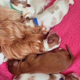 Boy 1 - Blenheim male Cavalier King Charles Spaniel puppy in Castorland, New York from Faithful Friends Cavaliers