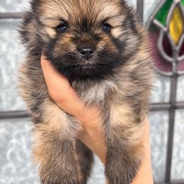 Teddy - Orange sable male Pomeranian puppy in Big Pine Key, Florida from Kaleys Poms
