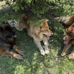 German Shepherds from Legacy Reborn